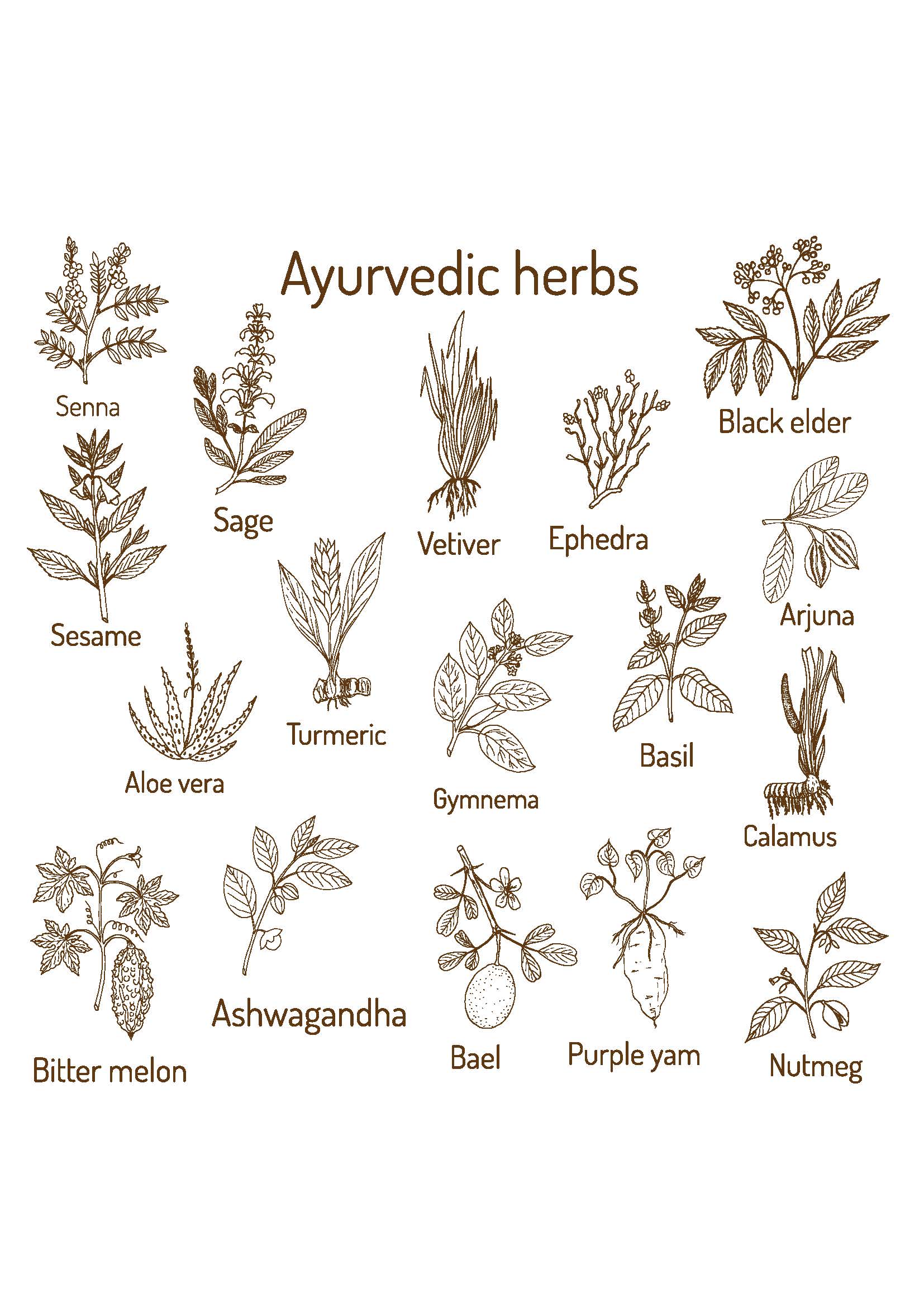 Ayurvedic Herbs