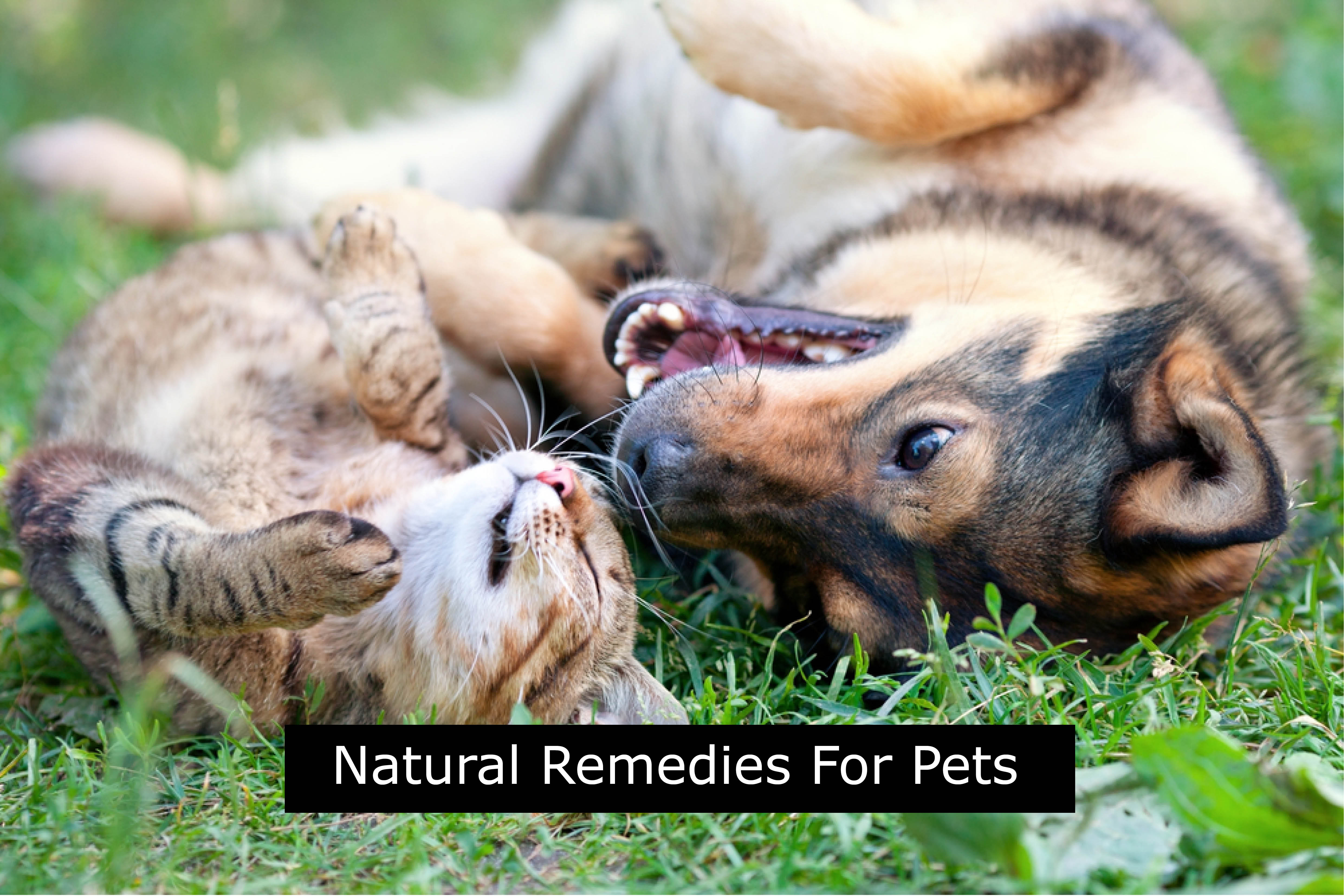 natural remedies for happy pets