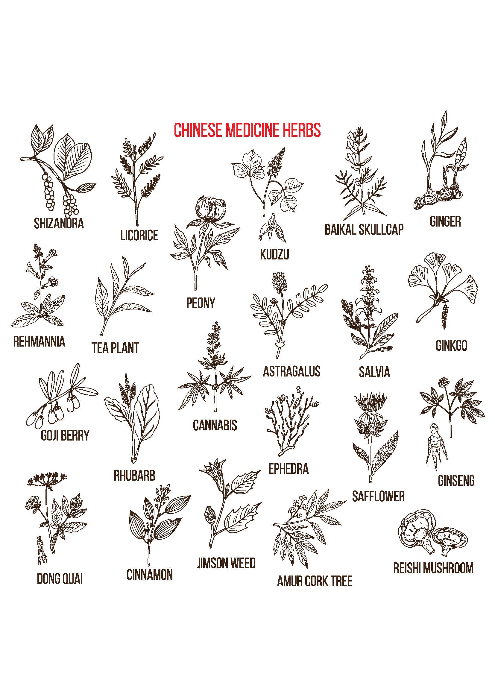 Traditional Chinese Medicine Herbs