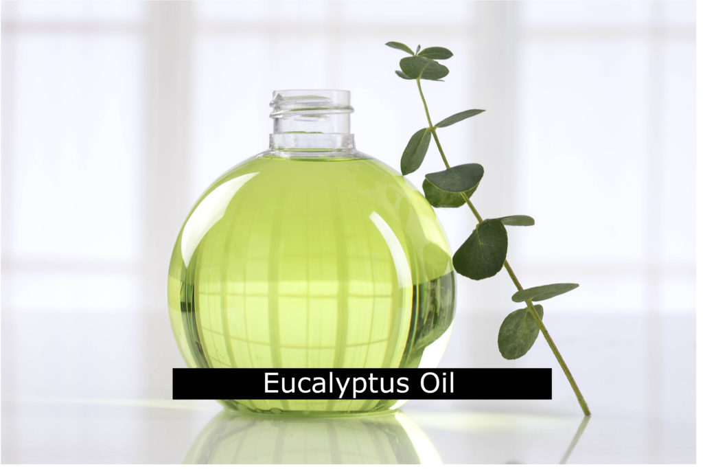 Eucalyptus Oil